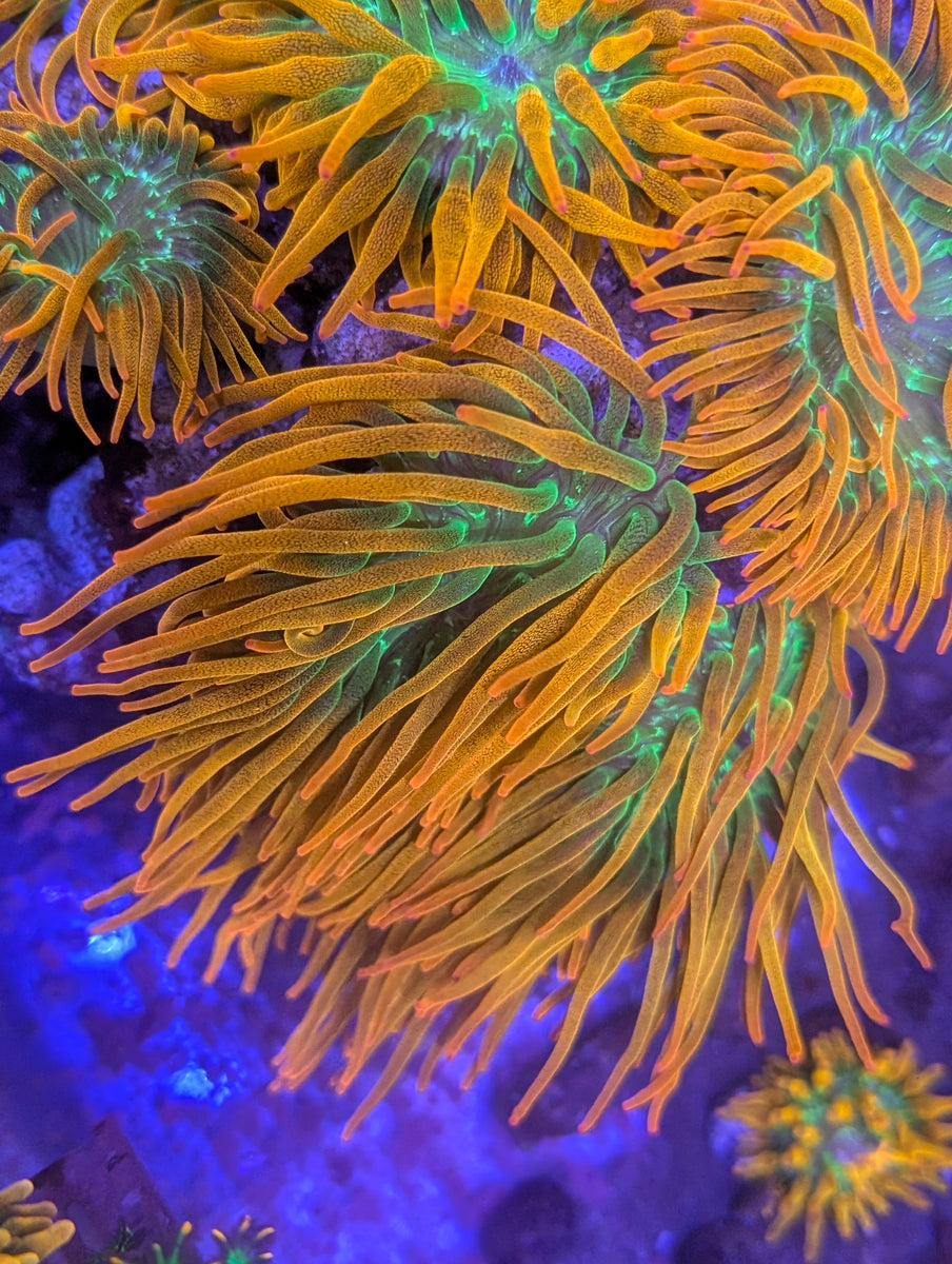 kun anemoneがま口 kun anemoneがま口 kun anemoneがま口 Anemones