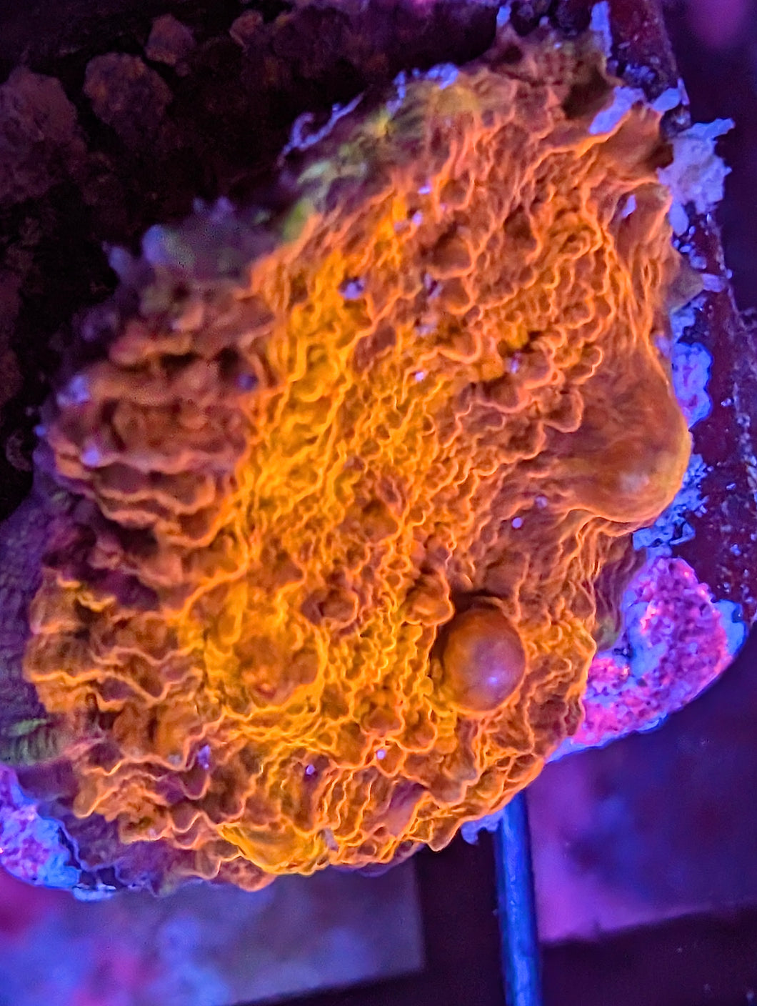 WYSIWYG El Fuego Bounce Chalice