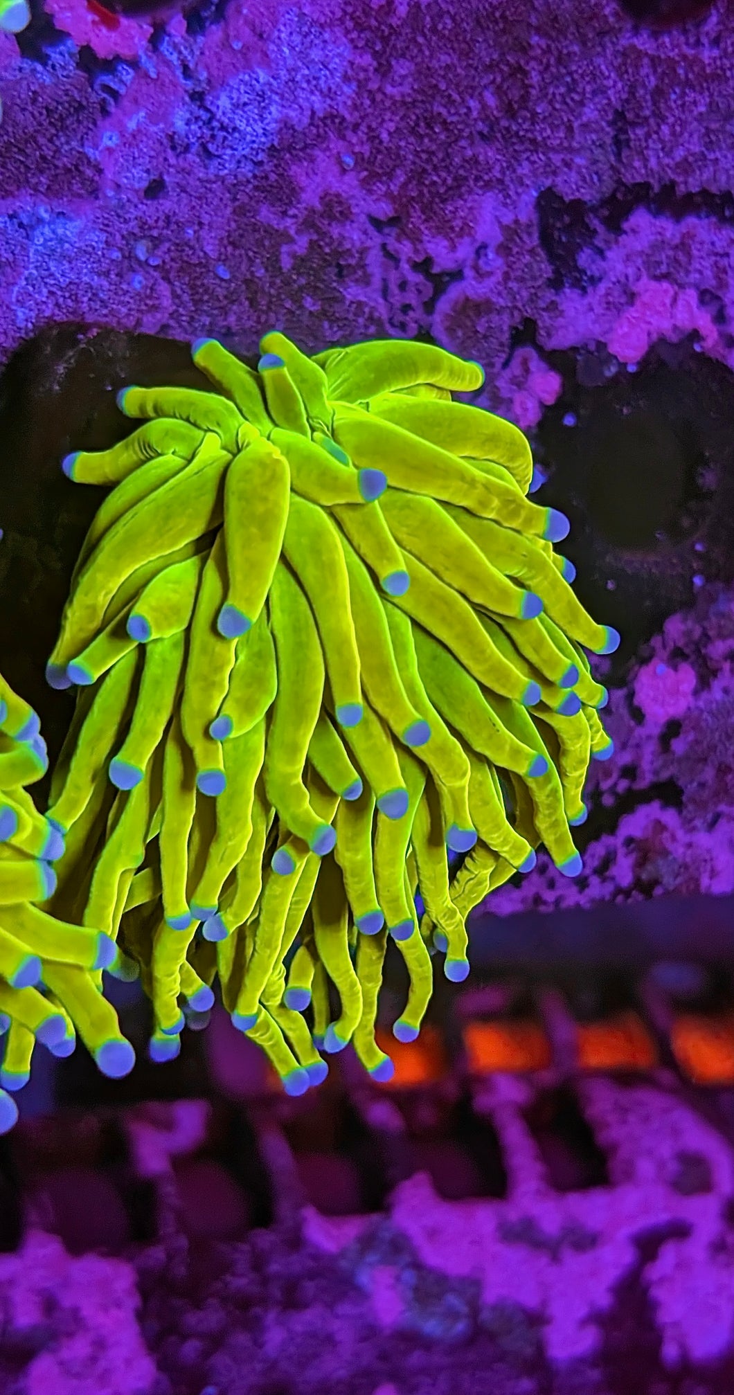 WYSIWYG Single Head OG Holy Grail Torch