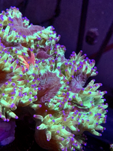 Load image into Gallery viewer, Crazy Red Splatter Elegance Coral
