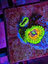 Load image into Gallery viewer, WYSIWYG 3 Polyp Oscar the Grouch High End Zoa
