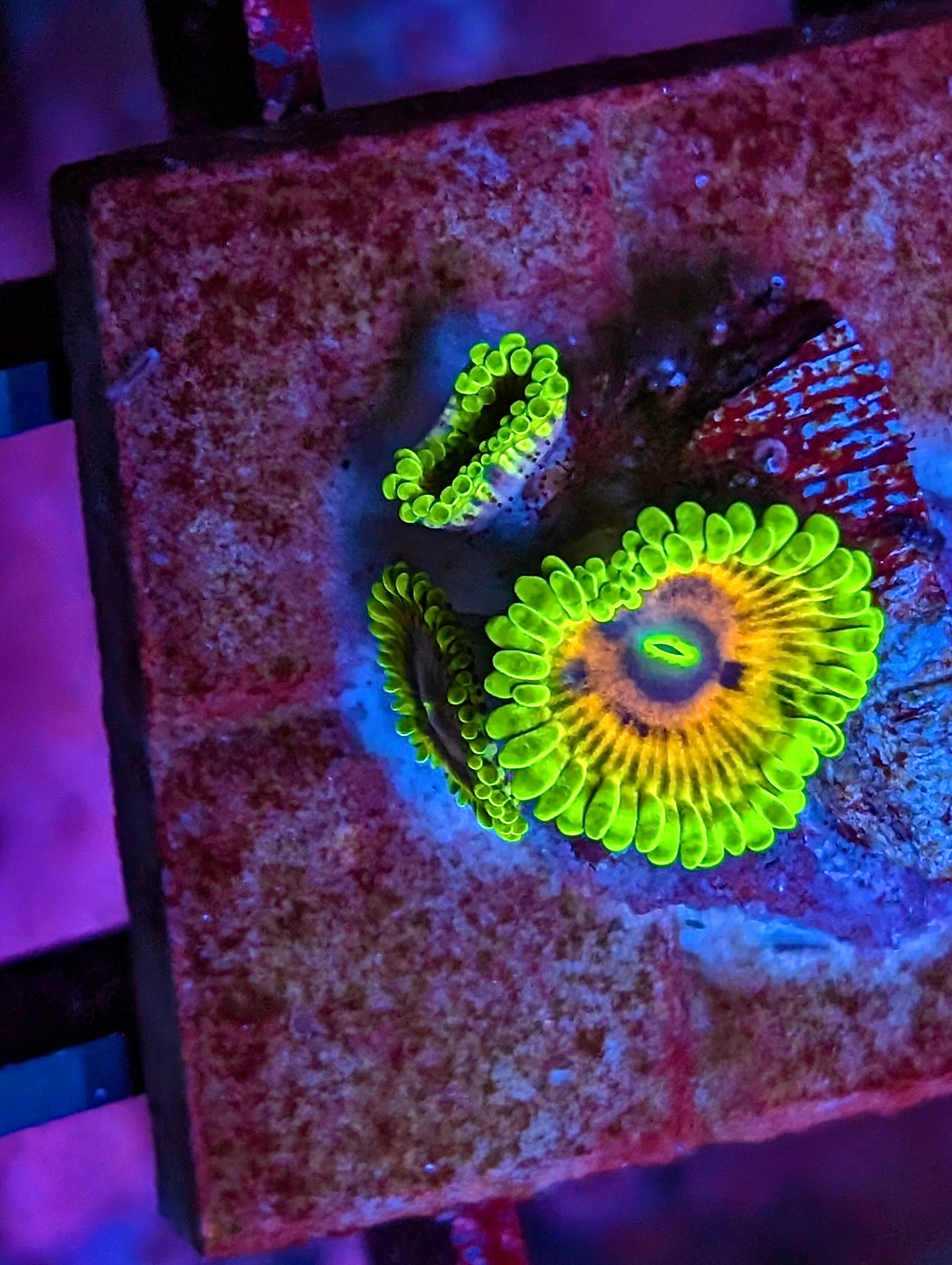 WYSIWYG 3 Polyp Oscar the Grouch High End Zoa