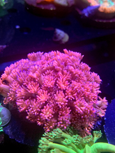 Load image into Gallery viewer, Multicolor Blue Tip Goniopora Colony
