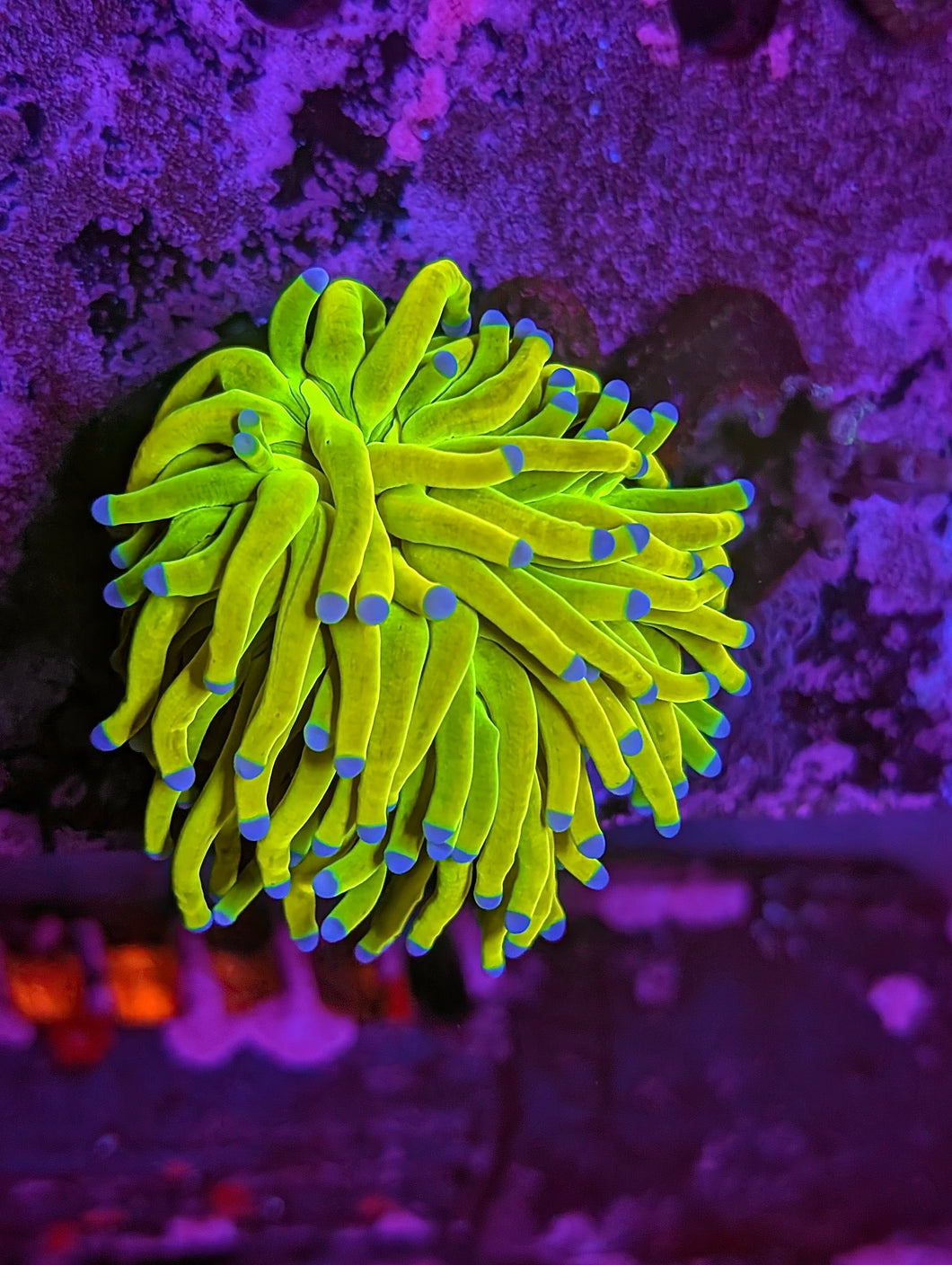 WYSIWYG Single Head OG Holy Grail Torch