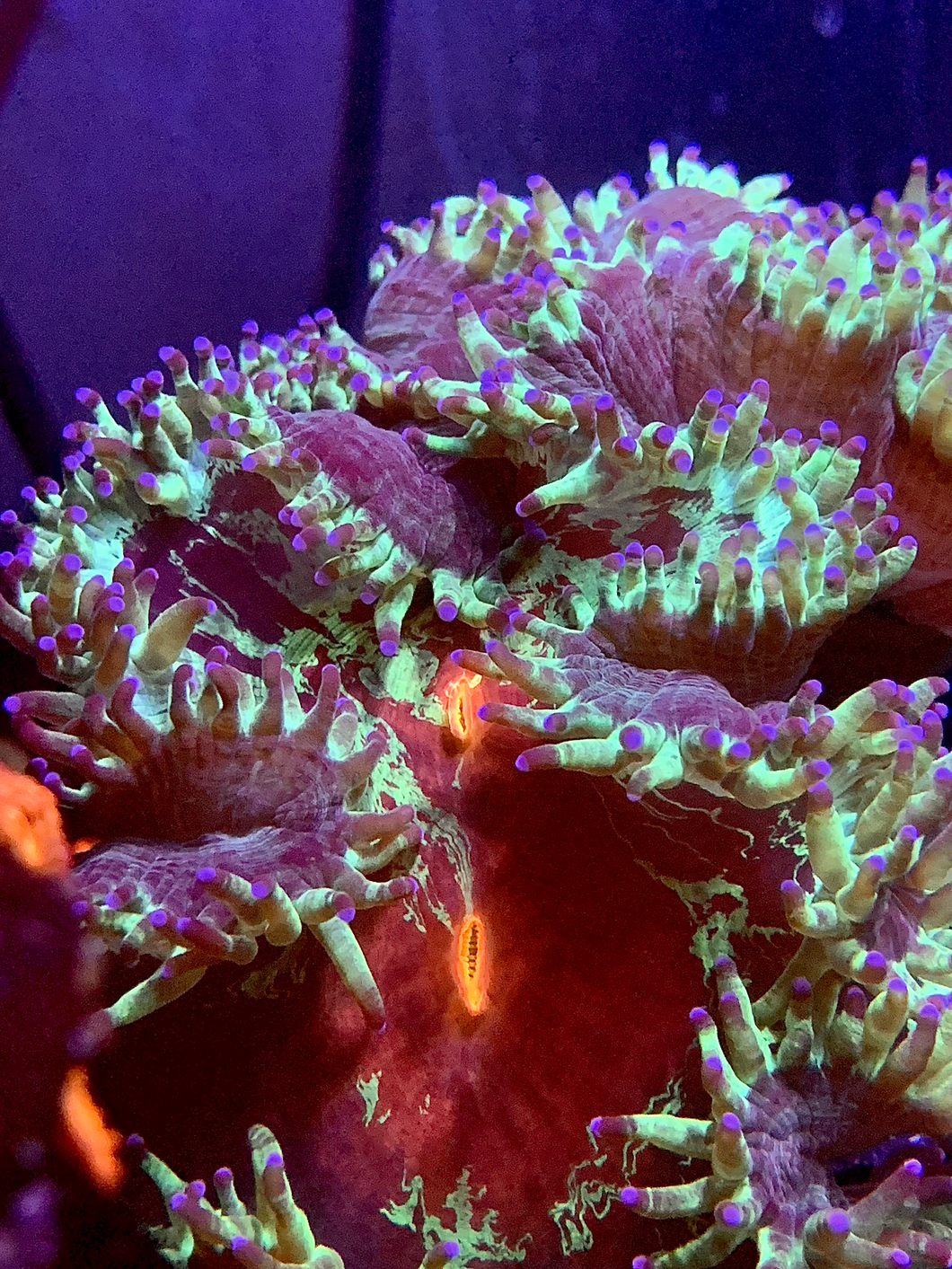 Crazy Red Splatter Elegance Coral