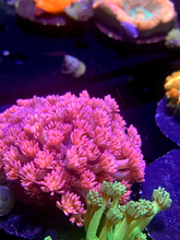 Load image into Gallery viewer, Multicolor Blue Tip Goniopora Colony
