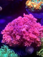 Load image into Gallery viewer, Multicolor Blue Tip Goniopora Colony
