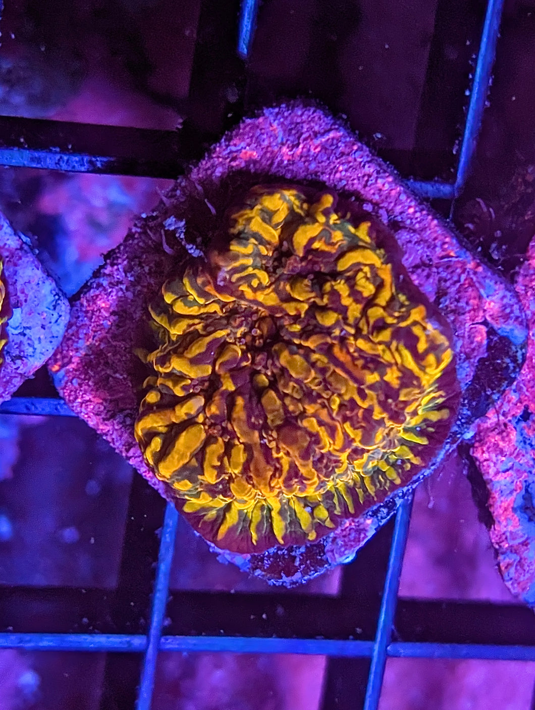WYSIWYG Cherry Coral Cloudberry Chalice