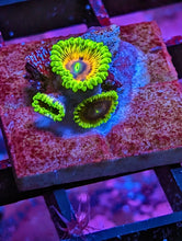 Load image into Gallery viewer, WYSIWYG 3 Polyp Oscar the Grouch High End Zoa
