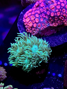 Green Goniopora Frag