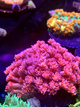 Load image into Gallery viewer, Multicolor Blue Tip Goniopora Colony
