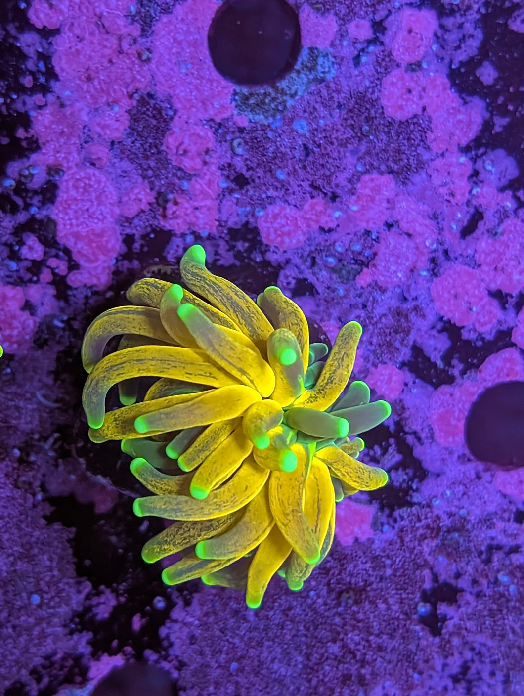 WYSIWYG Single Head Tiger Torch