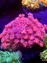 Load image into Gallery viewer, Multicolor Blue Tip Goniopora Colony
