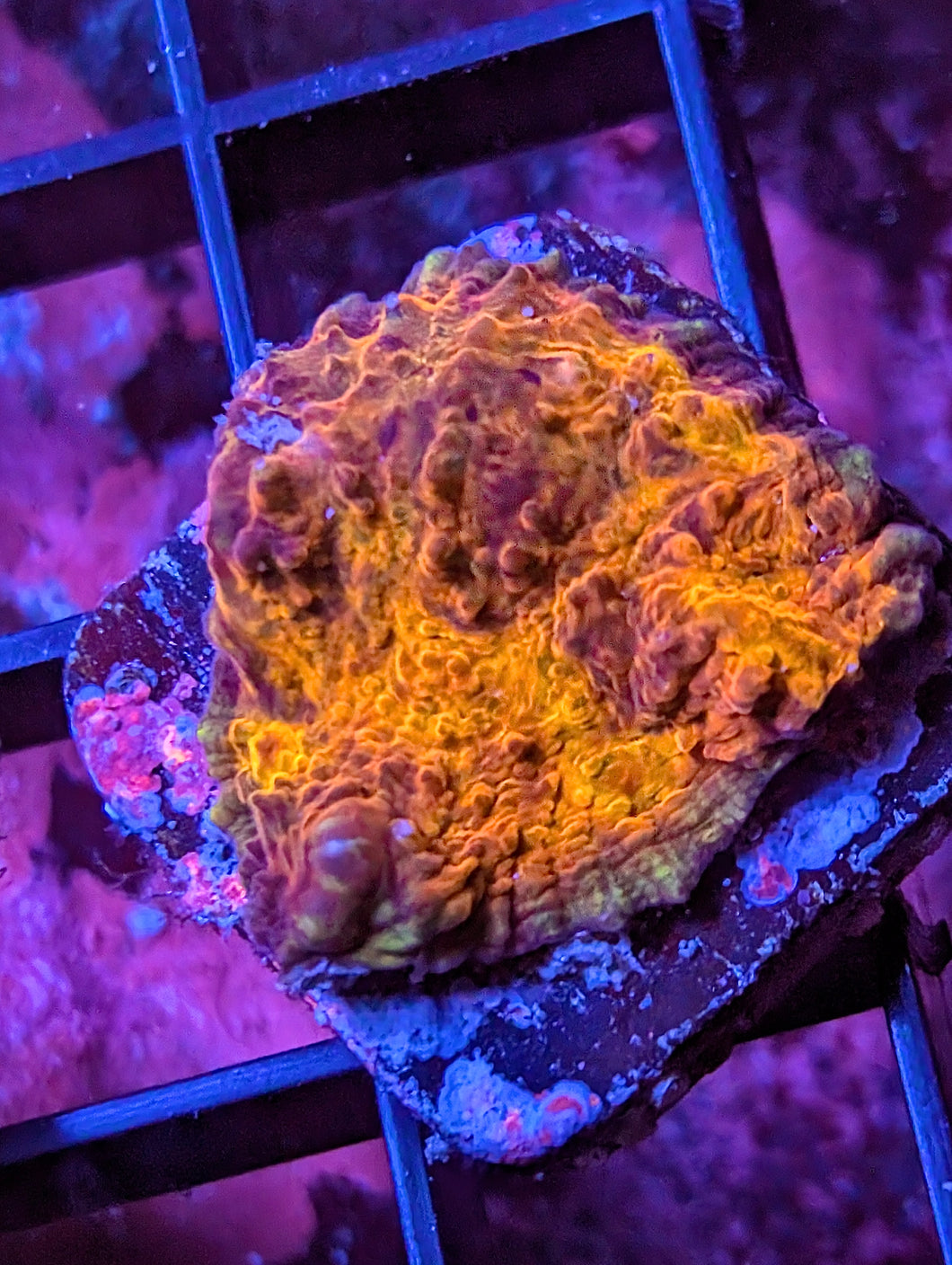 WYSIWYG El Fuego Bounce Chalice