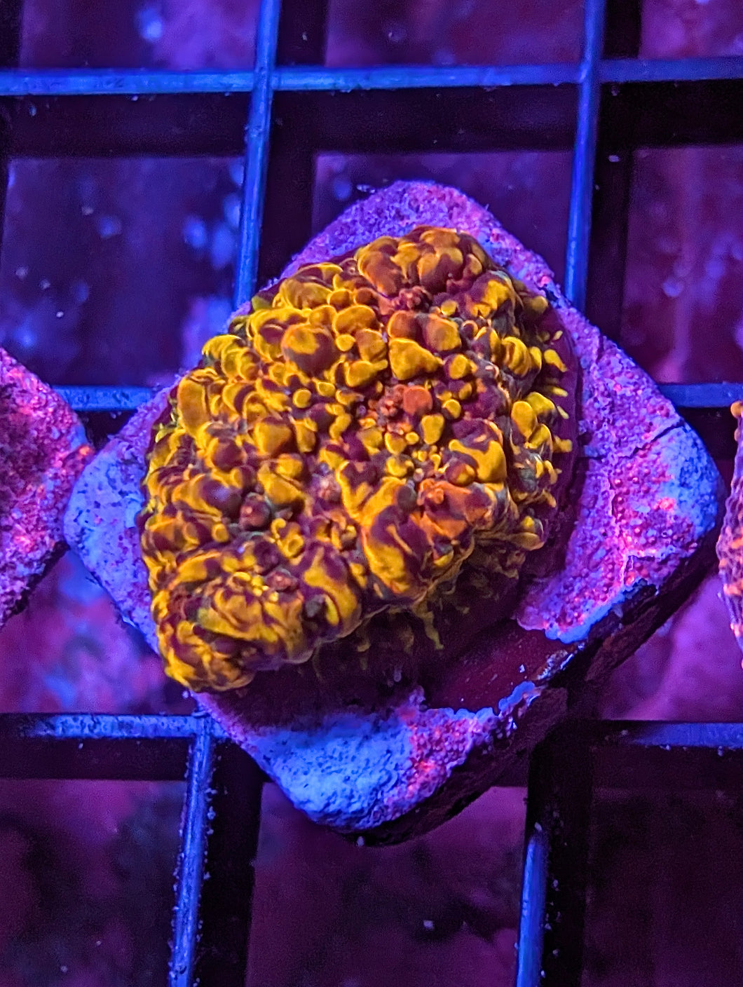 WYSIWYG Cherry Coral Cloudberry Chalice