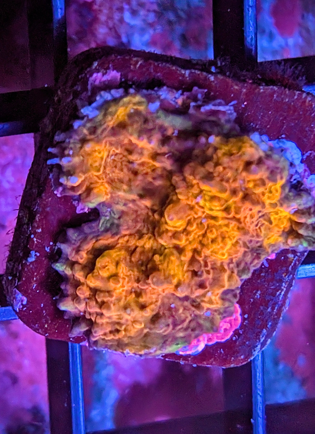 WYSIWYG El Fuego Bounce Chalice