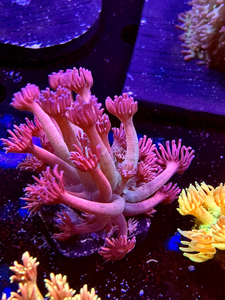 Crazy Rainbow Goni Frag