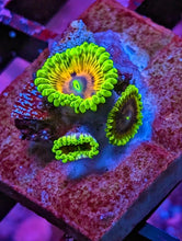 Load image into Gallery viewer, WYSIWYG 3 Polyp Oscar the Grouch High End Zoa
