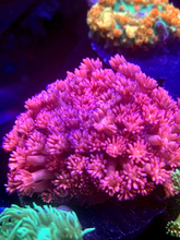 Load image into Gallery viewer, Multicolor Blue Tip Goniopora Colony
