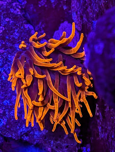 WYSIWYG 3" OG Sherman Rose Bubble Tip Anemone0.