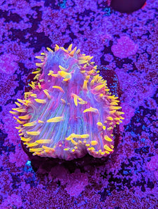 WYSIWYG Rainbow Flame Tip Diaseris Plate